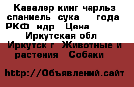 Кавалер кинг чарльз спаниель, сука 1.5 года, РКФ, ндр › Цена ­ 5 000 - Иркутская обл., Иркутск г. Животные и растения » Собаки   